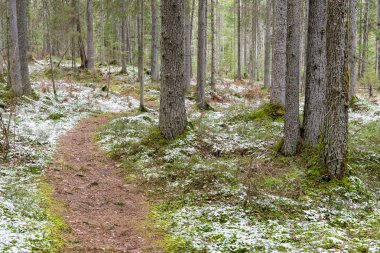 kar Orman yollar baharda kaplı.