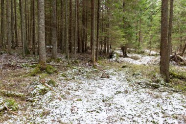 kar Orman yollar baharda kaplı.