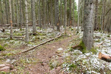 kar Orman yollar baharda kaplı.