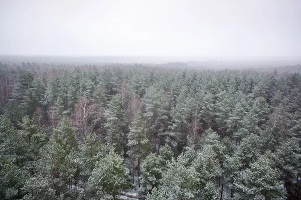 Panoramautsikt over tåkeskog – stockfoto