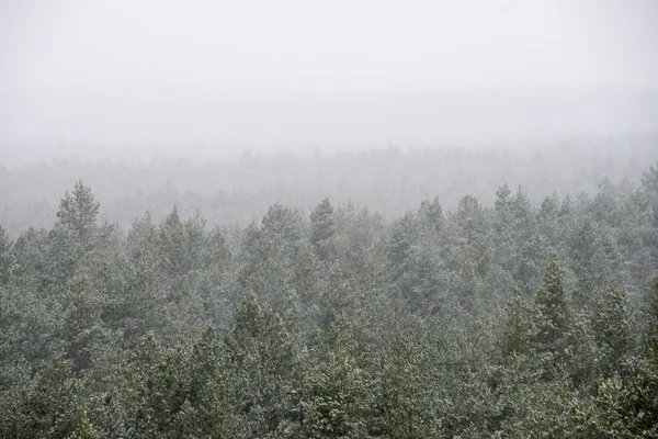 Vista panorâmica da floresta nebulosa — Fotografia de Stock