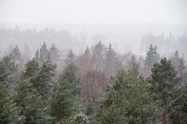 Vista panoramica della foresta nebbiosa — Foto Stock