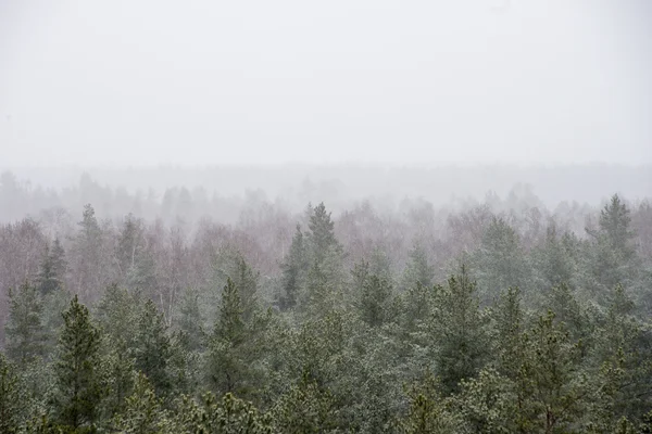 Vista panorâmica da floresta nebulosa — Fotografia de Stock