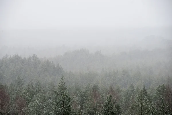 Panoramablick auf nebligen Wald — Stockfoto
