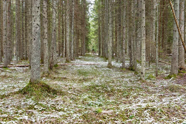 Sneeuw bedekt boswegen in het voorjaar — Stockfoto