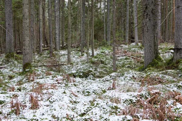 Snow covered forest trails in spring — Stock Photo, Image