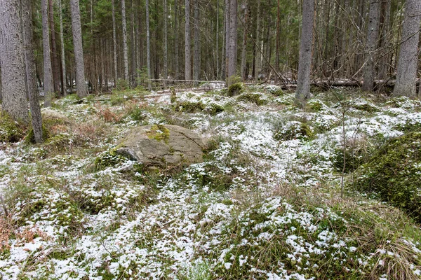 Senderos forestales cubiertos de nieve en primavera —  Fotos de Stock