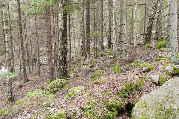 눈 봄에서 숲 산책로 적용 — 스톡 사진