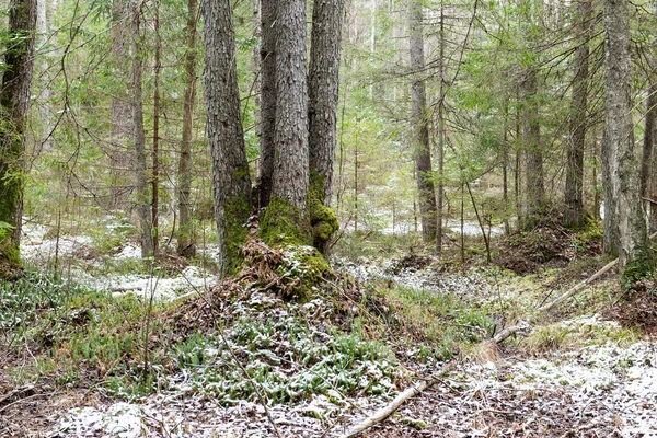 Hóval borított erdő pályák tavasszal — Stock Fotó