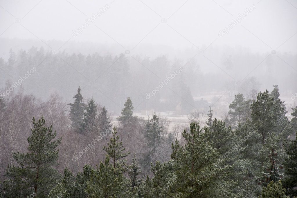 panoramic view of misty forest