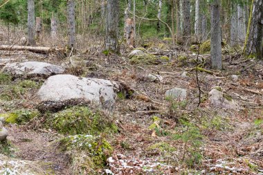kar Orman yollar baharda kaplı.