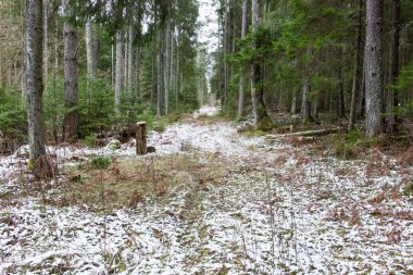 kar Orman yollar baharda kaplı.