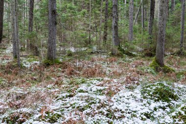 kar Orman yollar baharda kaplı.