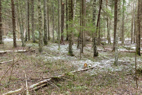 雪は春の森林歩道を覆われました。 — ストック写真