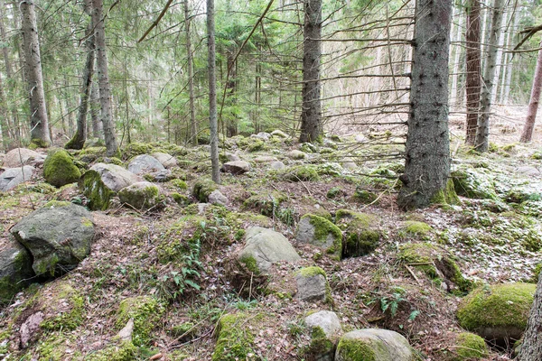 kar Orman yollar baharda kaplı.