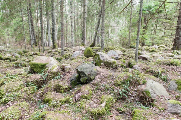 Senderos forestales cubiertos de nieve en primavera — Foto de Stock