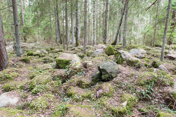 Заснеженные лесные тропы весной — стоковое фото