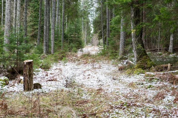 Senderos forestales cubiertos de nieve en primavera —  Fotos de Stock