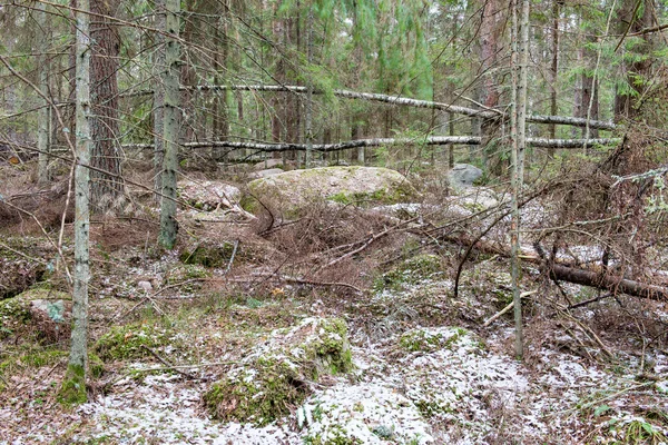 Schneebedeckte Waldwege im Frühling — Stockfoto