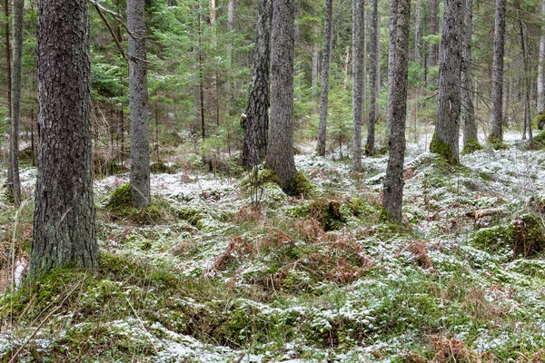 Senderos forestales cubiertos de nieve en primavera —  Fotos de Stock