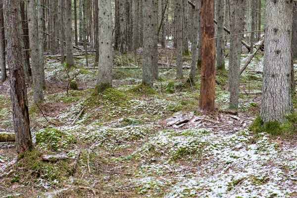 Trilhas florestais cobertas de neve na primavera — Fotografia de Stock