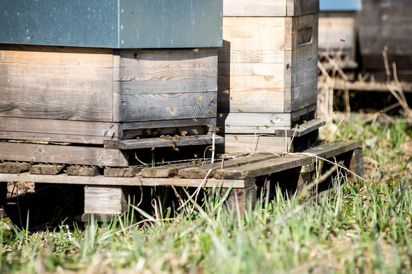 Ormandaki arı kovanı — Stok fotoğraf