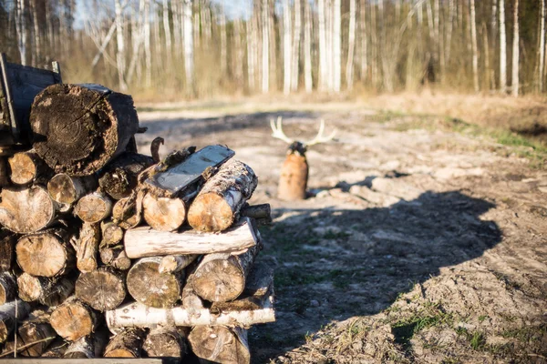 kırsal ormanda ateş yığını