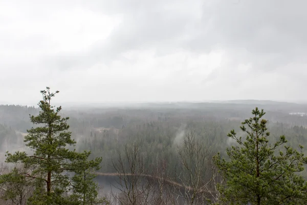Panoramisch uitzicht van mistige regenwoud — Stockfoto