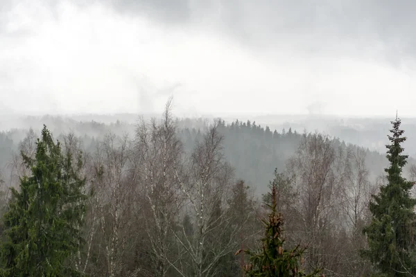Panoramik sisli yağmur ormanı — Stok fotoğraf