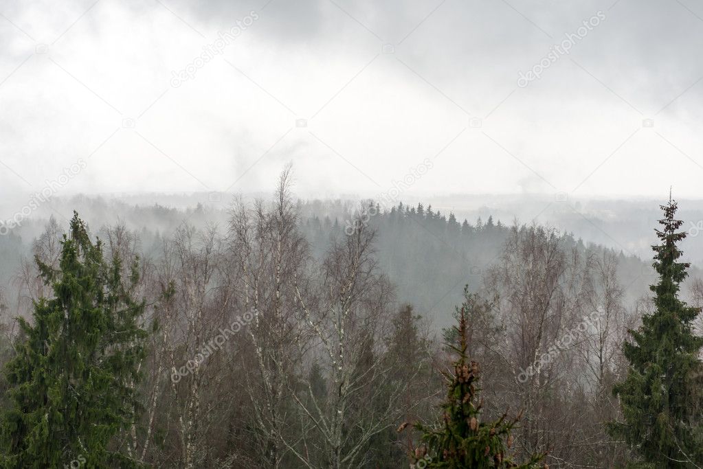 panoramic view of misty rain forest