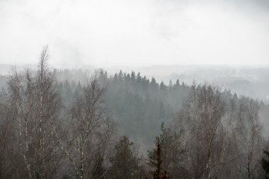 panoramik sisli yağmur ormanı