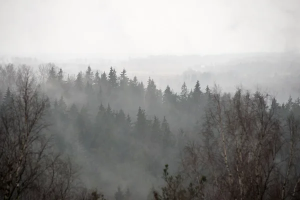 Panoramautsikt över dimmiga regnskog — Stockfoto