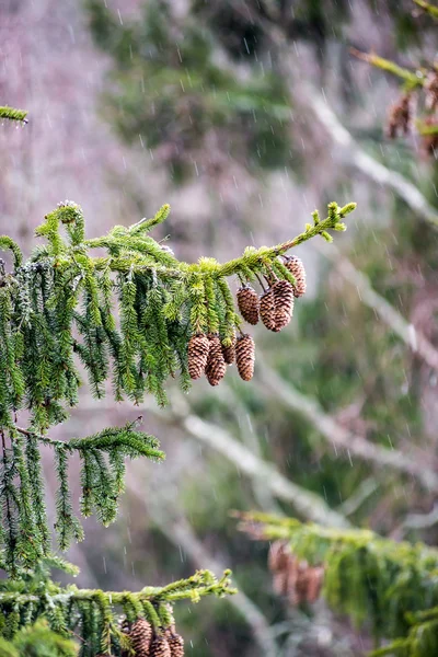 Puslu yağmurlu havalarda koniler ile Ladin ağacı — Stok fotoğraf