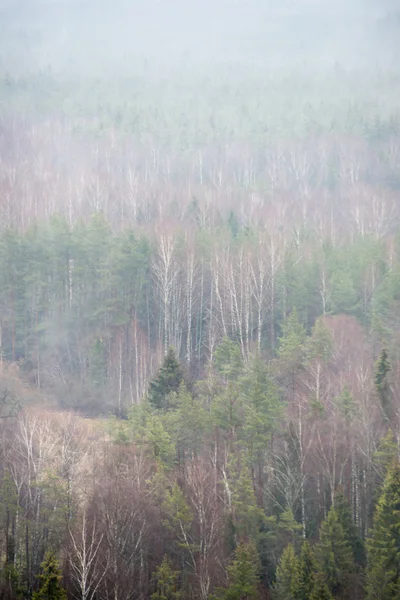 panoramic view of misty rain forest