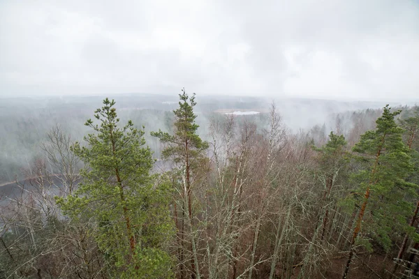 Panoramautsikt över dimmiga regnskog — Stockfoto