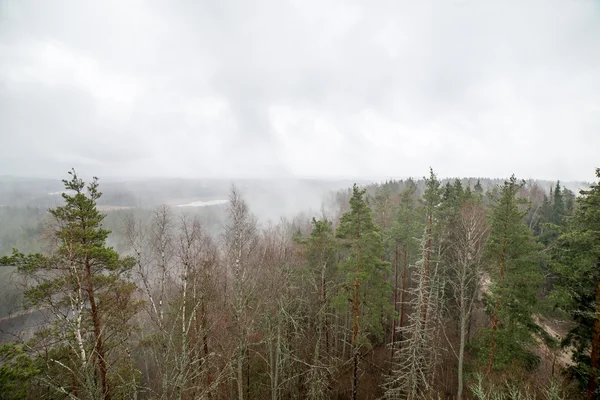 Panoramik sisli yağmur ormanı — Stok fotoğraf