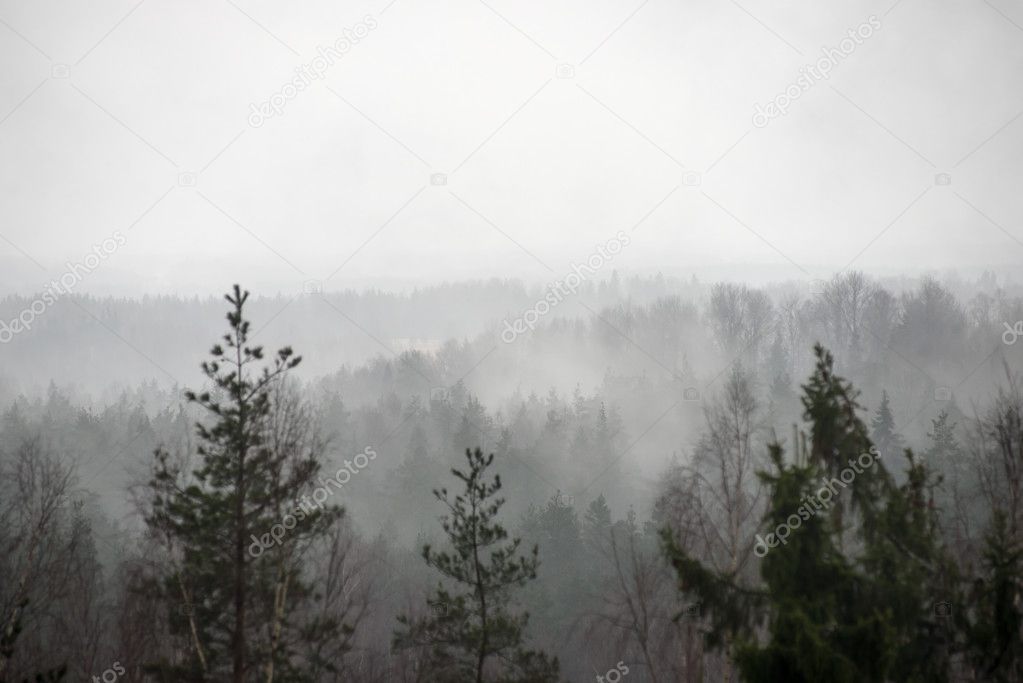 panoramic view of misty rain forest