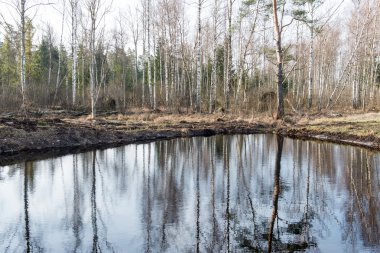Sudaki ağaçların yansımaları