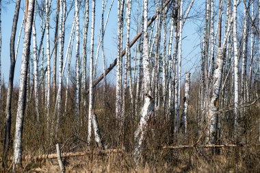 gölgeler ile ağaç bahar