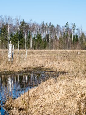 Sudaki ağaçların yansımaları