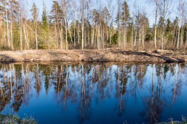 Sudaki ağaçların yansımaları