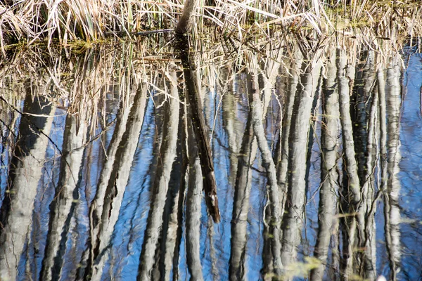 Odbicia drzew w wodzie — Zdjęcie stockowe