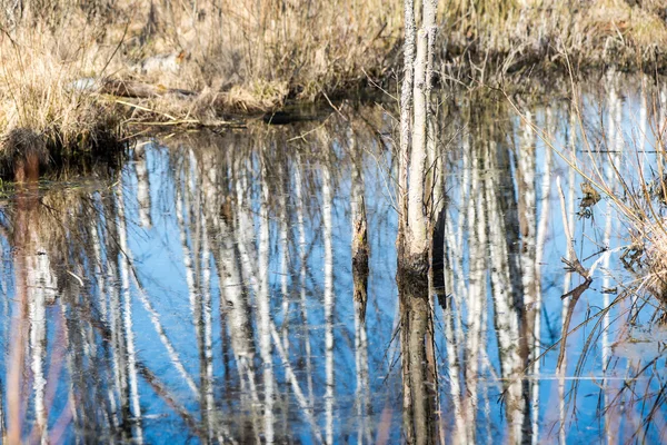 Reflejos de árboles en el agua — Foto de Stock