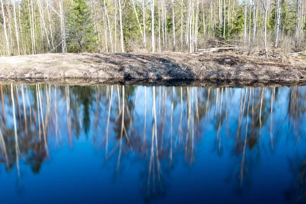 Отражения деревьев в воде — стоковое фото