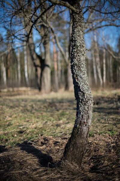 Våren träd med skuggor — Stockfoto