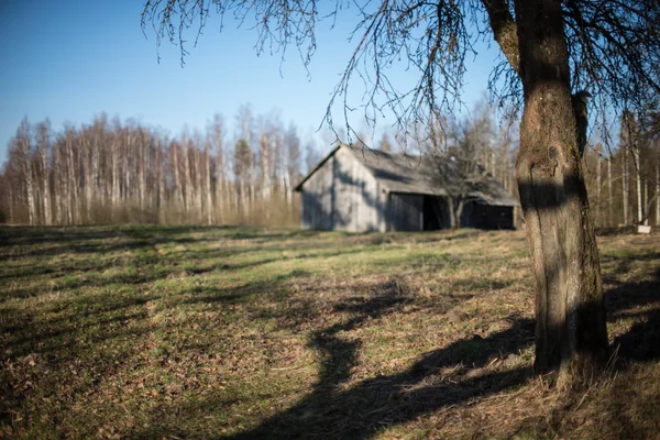 Frühlingsbaum mit Schatten — Stockfoto