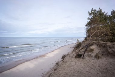 eski ağaç gövdeleri ve bulutlar ile vahşi beach