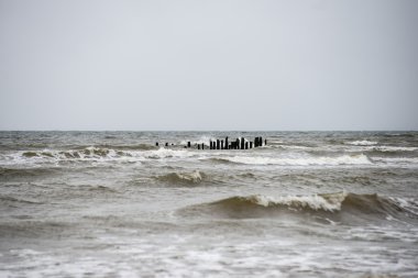 eski ağaç gövdeleri ve bulutlar ile vahşi beach