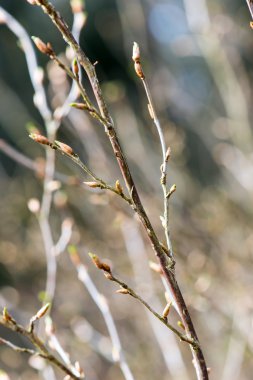 bahar çiçekleri ve yaprakları üzerinde arka plan bulanıklık