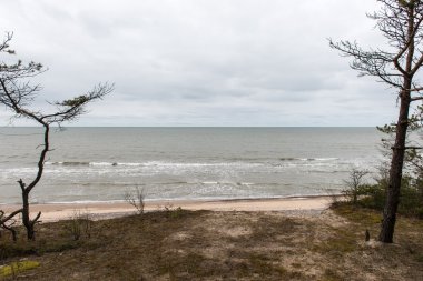 eski ağaç gövdeleri ve bulutlar ile vahşi beach